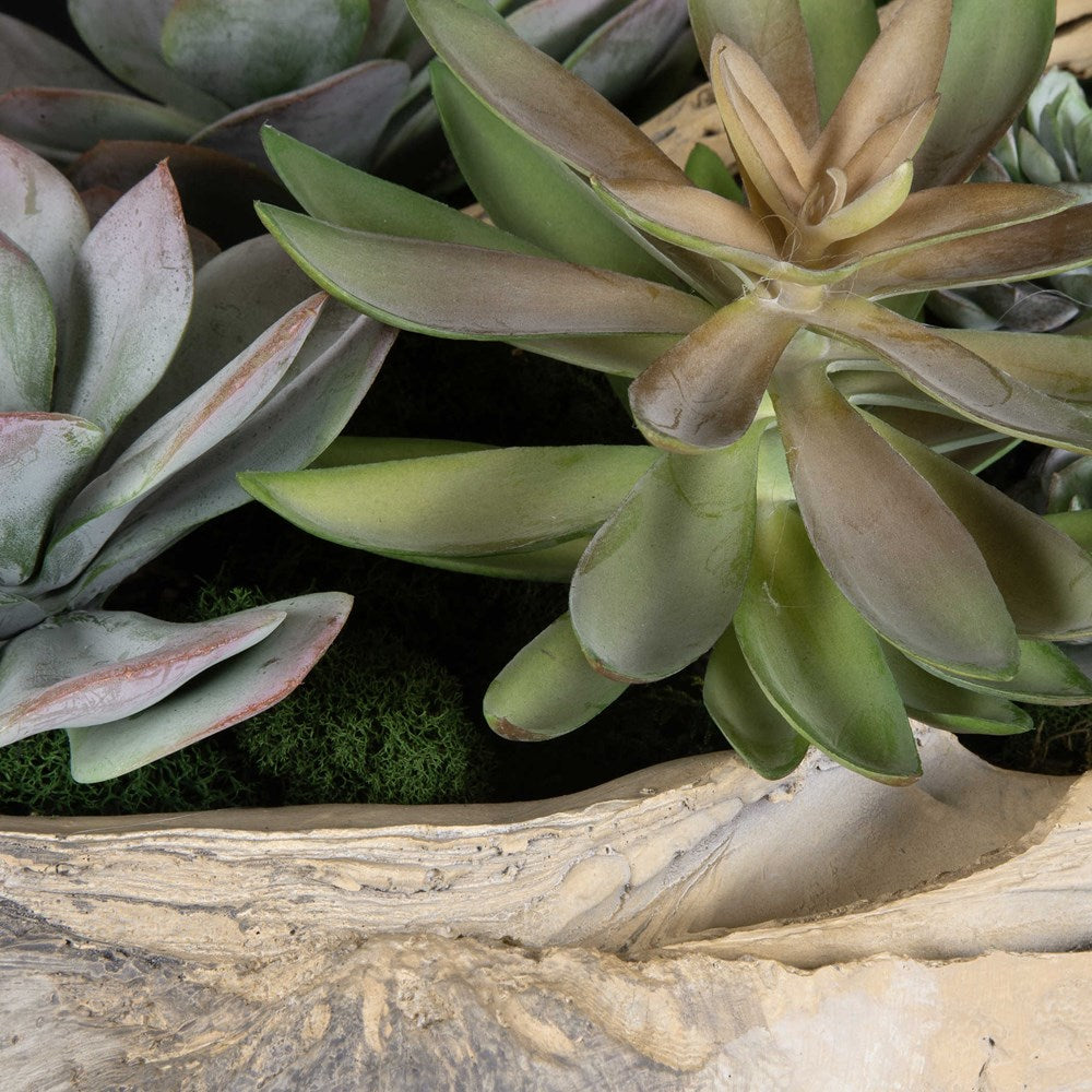 SEASIDE BREEZE SUCCULENTS