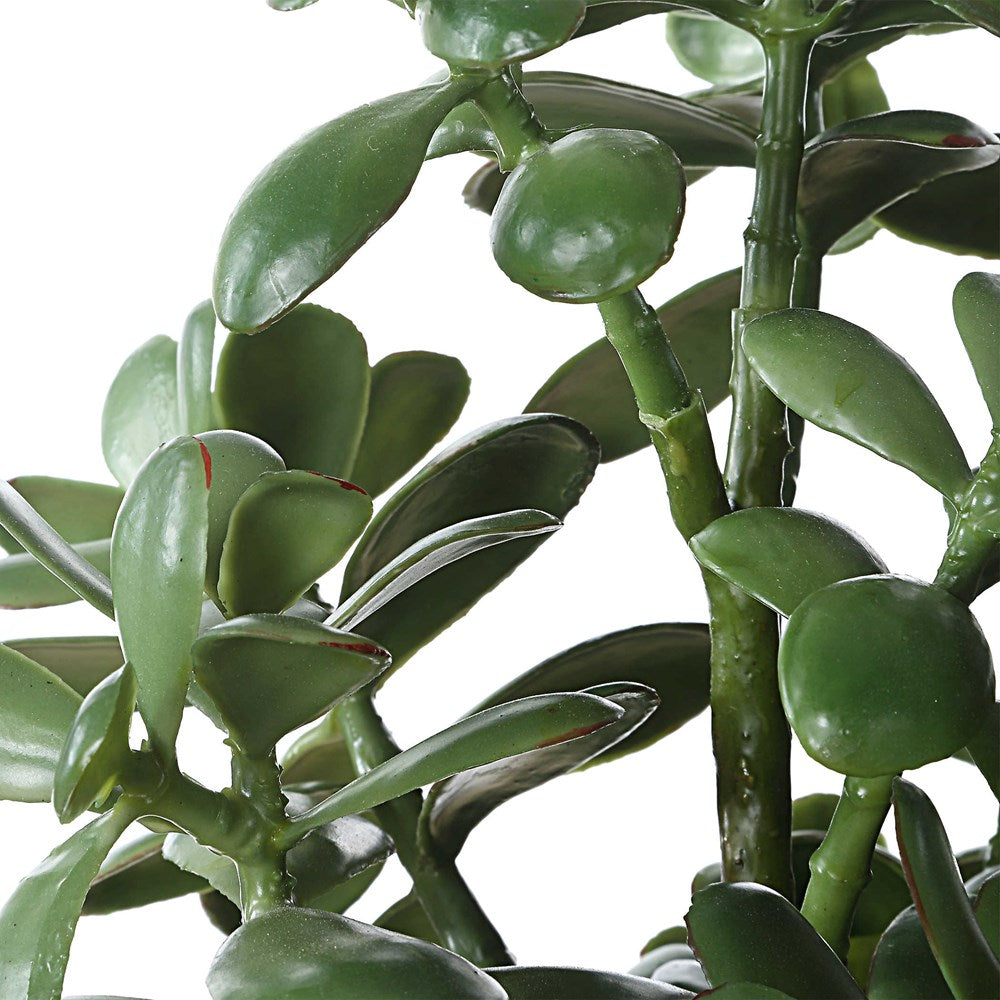 CRASSULA JADE ACCENT