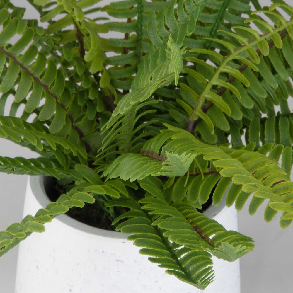 BOSTON FERN ACCENT