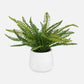 BOSTON FERN ACCENT