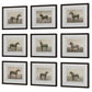 Equine Dynasty Framed Prints, S/9