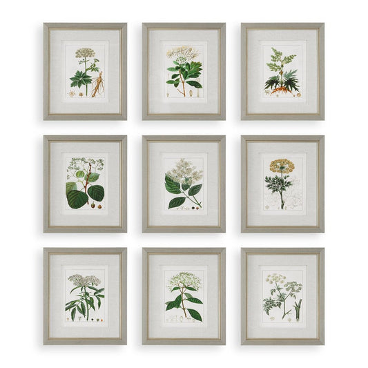 Antique Botanicals Framed Prints, S/9