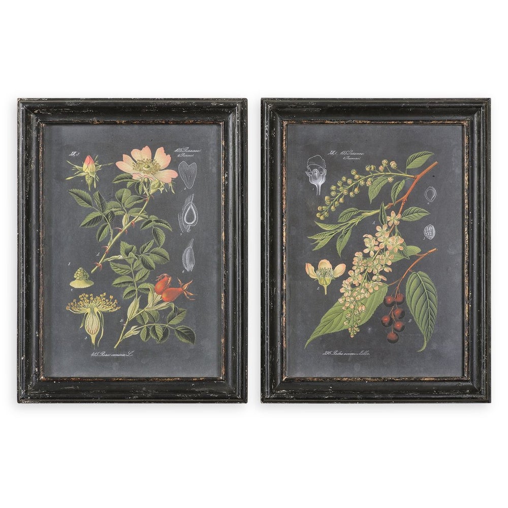 Midnight Botanicals Framed Prints, S/2