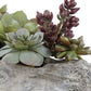 Charita Succulents