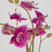 Glory Orchid, Fuschia