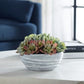 Peoria Succulent Accent