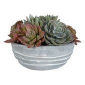 Peoria Succulent Accent