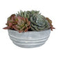 Peoria Succulent Accent