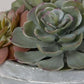 Peoria Succulent Accent