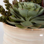 Mesa Succulent Accent