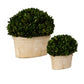 Preserved Boxwood Oval Domes, S/2