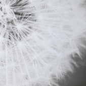 Dandelion Seedhead Framed Print