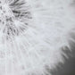 Dandelion Seedhead Framed Print