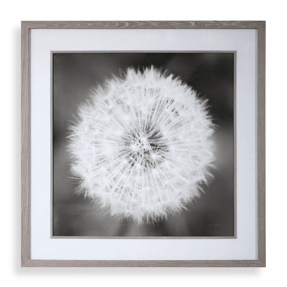 Dandelion Seedhead Framed Print