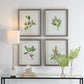 Wildflower Study Framed Prints, S/4