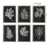 Foliage Framed Prints, S/6